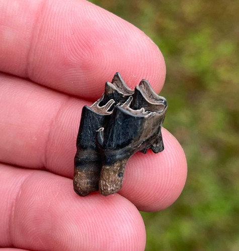 Natural fossil deer - 0.92",