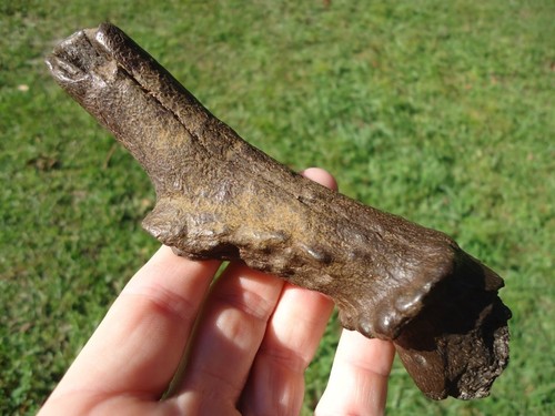 Top quality deer antler - top,