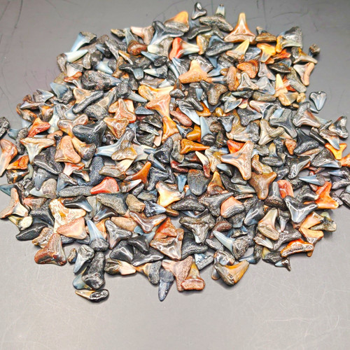 200 fossil shark - fossil,