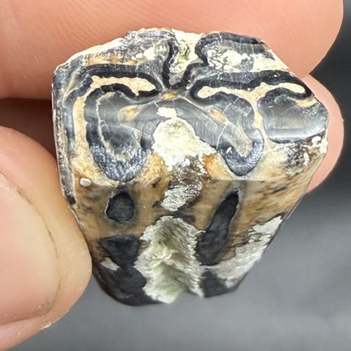 Fossil horse tooth beautifully - fossil,
