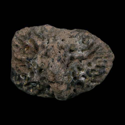 Alligator - 2.8",