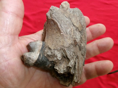 Ice age fossil tapir jaw - age,