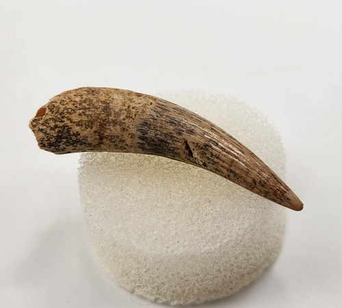 Thecachampsa americana