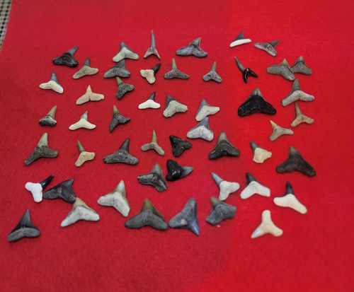 Fifty assorted mini - assorted, fossil