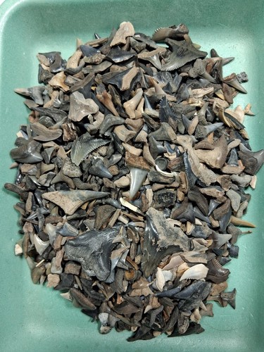 Pound ounces fossil sharks - pound,