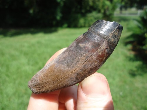Rare jaguar upper canine tooth - rare,